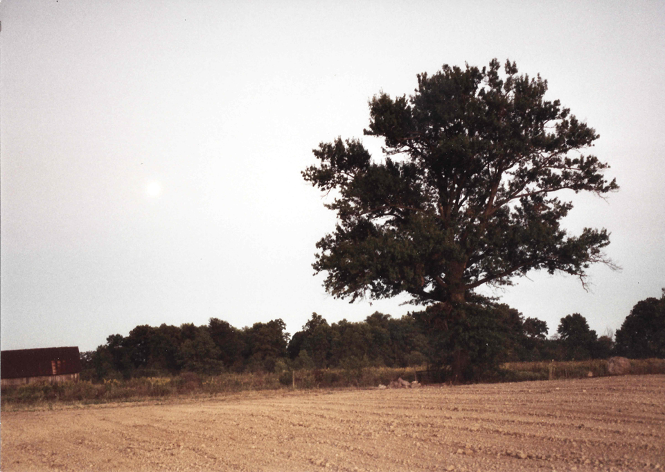 Oak Tree w Barn